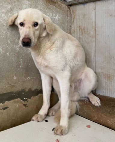 ENEA CANE IN ADOZIONE - Foto 2