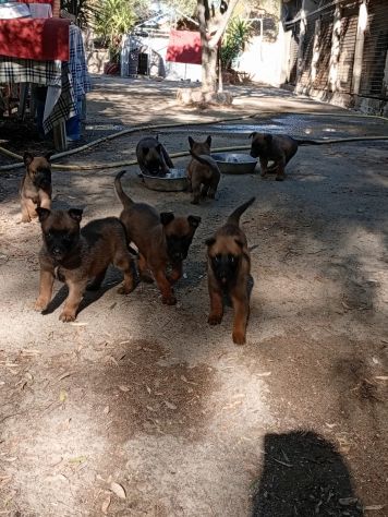 Malinois cuccioli - Foto 4