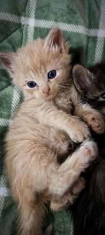 Bellissimi gattini Siberianiani pedigree Enfi - Foto 9