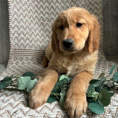 Bellissimi cuccioli di Golden Retriever - Foto 3