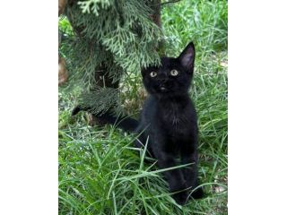Puma gattino