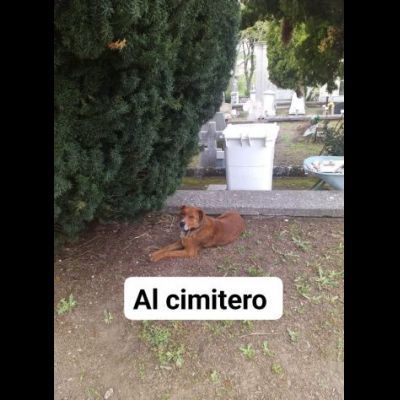 HACKITO, CUORE GRANDE, SALVIAMOLO DAL CANILE, CANE IN ADOZIONE.