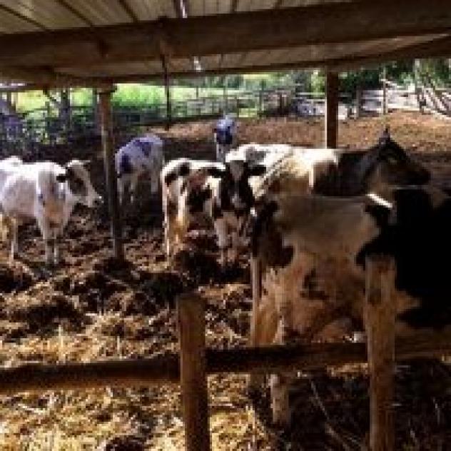 La Fattoria di Poldo - Foto 4
