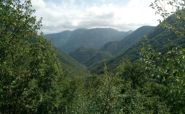 GIFFONI SEI CASALI - LOC. PREPEZZANO - BOSCO CEDUO DI 75000MQ - Foto 2