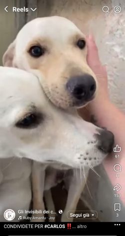 CARLOS SIMIL LABRADOR IN MINIATURA CUCCIOLO IN ADOZIONE - Foto 7