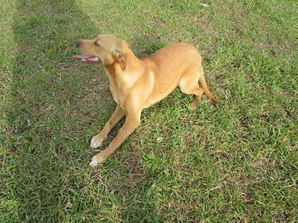 MOMO, splendido cucciolo - Foto 6