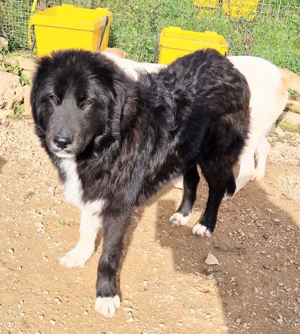 CHIAMA PER QUEGLI OCCHIONI TRISTI!MAX,IN CANILE! - Foto 10