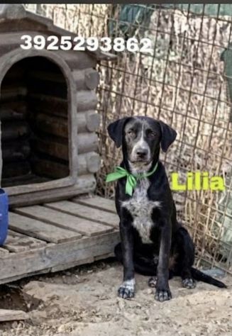 CAGNOLINE IN ADOZIONE UN MONDO DA SCOPRIRE MA SENZA UNA FAMIGLIA - Foto 10