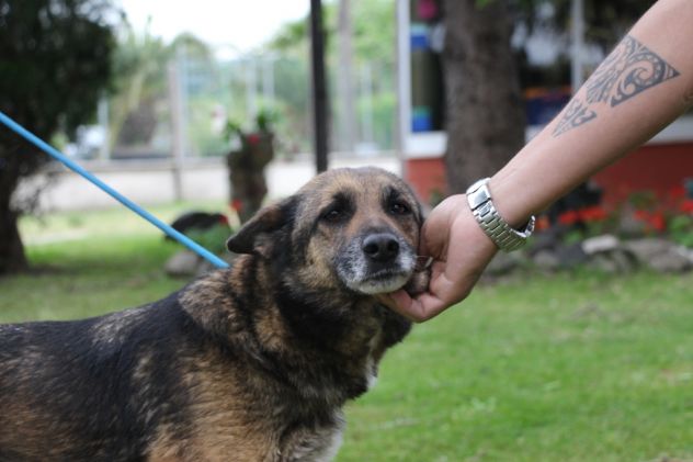 SOPHIA, meravigliosa lupetta cerca casa URGENTE - Foto 3