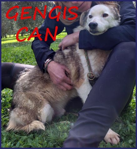 GENGIS CAN nonnino da sempre in gabbia - Foto 5