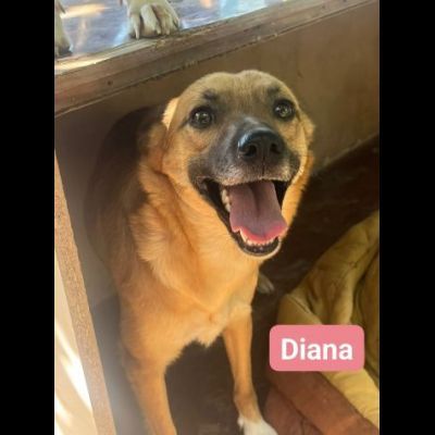 DIANA E SHILA CAGNOLINE IN ADOZIONE - Foto 3