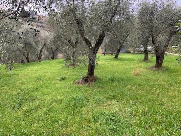 Terreno agricolo in vendita a Colle - Buggiano 5500 mq Rif: 1311347 - Foto 2