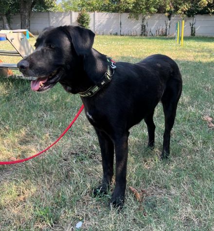 ELIJA BELLISSIMA LABRADOR - Foto 5