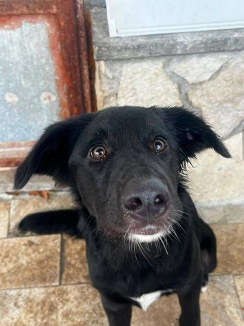 Brunello cucciolo - Foto 2