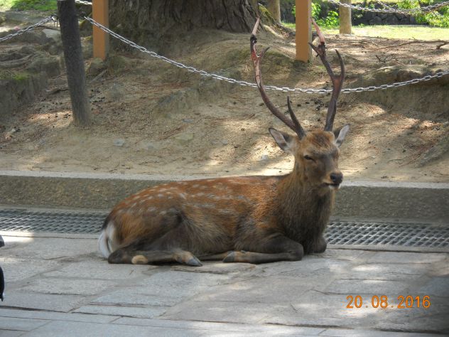 Lezioni di Giapponese - Foto 2