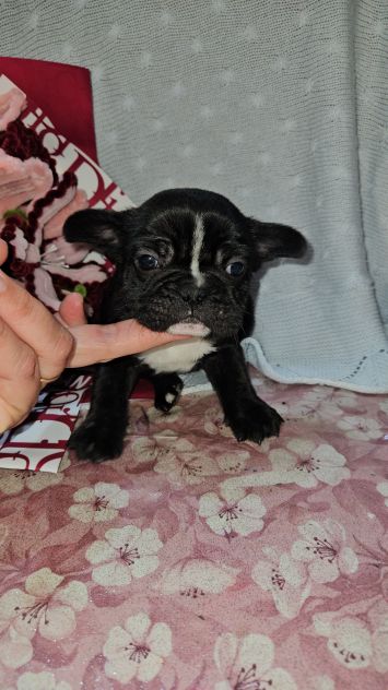 Bulldog francese - Foto 7