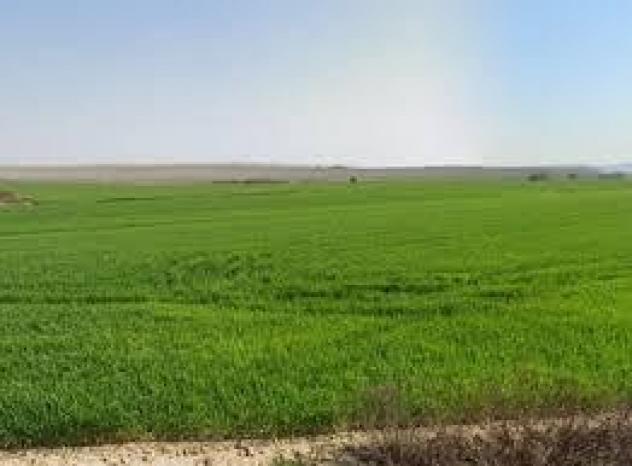 Terreno agricolo in vendita a Casciana Terme Lari 6300 mq  Rif: 1318383