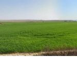 Terreno agricolo in vendita a Casciana Terme Lari 6300 mq  Rif: 1318383