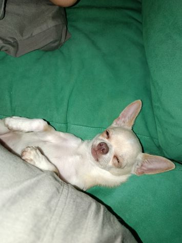 Chihuahua da monta - Foto 3