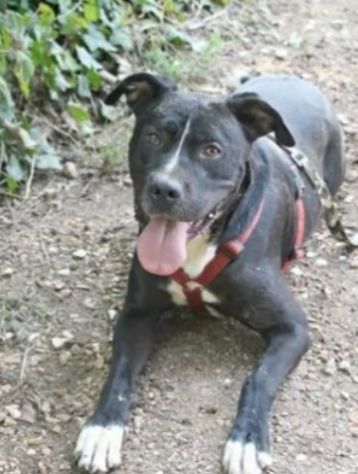 Pitbull mollato 5anni fa legato ad 1pianta ASPETTA ANCORA CASA!!HELP ROMA - Foto 2