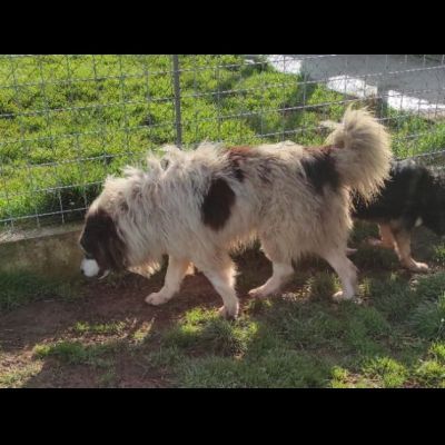 PEGGY CAGNOLINA IN ADOZIONE - Foto 7