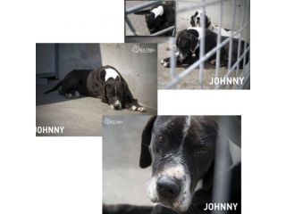 JOHNNY, pitbull affettuoso e giocherellone