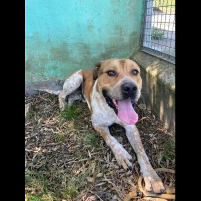 CASPER ALLERGRO E SOCIEVOLE; CANE IN ADOZIONE - Foto 5