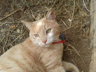 FEFE', stupendo micione