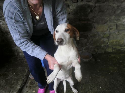 SOLIDEA, giovane cagnolina URGENTE - Foto 2