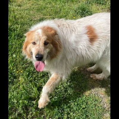 MATTIA ADORABILE CANE IN ADOZIONE - Foto 3