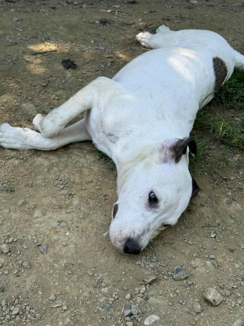 BALINA, cucciola mix DOGO ARGENTINO. Tenerissima!! - Foto 8