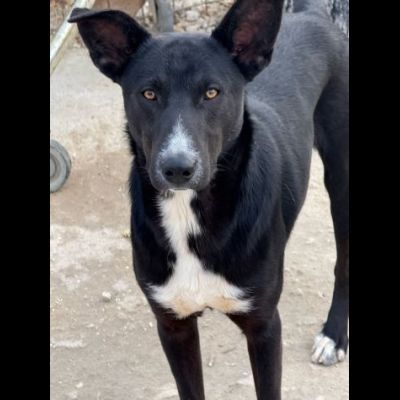 OREO CERCA UNA FAMIGLIA TUTTA SUA, CAGNOLINO IN ADOZIONE - Foto 3