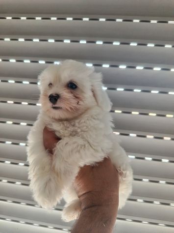 Cuccioli di maltese mini - Foto 3