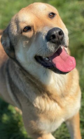 MINERVA CAGNOLINA IN ADOZIONE