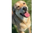 MINERVA CAGNOLINA IN ADOZIONE