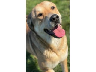 MINERVA CAGNOLINA IN ADOZIONE