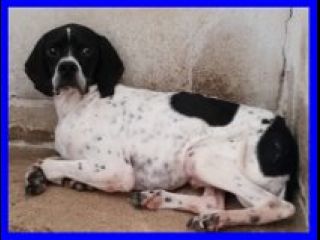 RIO , SPLENDIDO POINTER INGLESE ABBANDONATO CERCA UNA FAMIGLIA