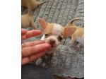 Chihuahua femmina pedigree