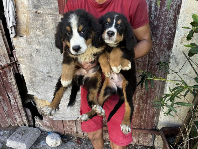 Cuccioli maschietti di Bovaro del Bernese - Foto 2