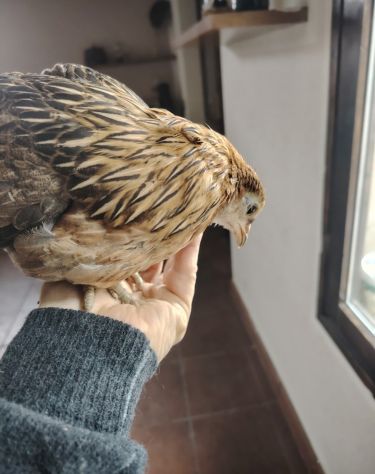 Pulcini uova galline e galli - Foto 4