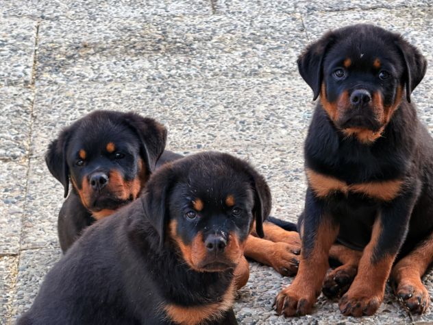 Cuccioli di Rottweiler XXL con Pedigree Enci - Foto 6