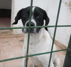 MAMBO, dolce pointer in cerca di casa - Foto 4