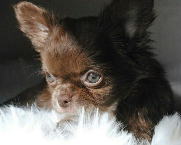 CHIHUAHUA PELO CORTO E LUNGO NO SMS SOLO CHIAMATE - Foto 10