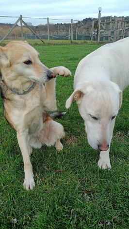 CALLAS DELIZIOSA CAGNOLINA IN ADOZIONE - Foto 9