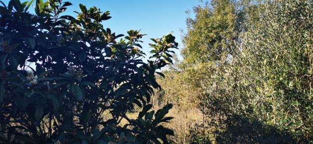 Quercianella porzione di colonica in pietra a 5 km dal mare - Foto 8