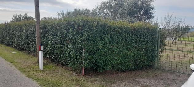 Terreno agricolo in vendita a Castelnuovo - Prato 2000 mq Rif: 1447658