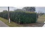 Terreno agricolo in vendita a Castelnuovo - Prato 2000 mq  Rif: 1447658