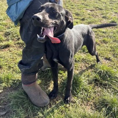 POPPY DELIZIOSA E GIOIOSA, SIMIL LABRADOR CANE IN ADOZIONE - Foto 5