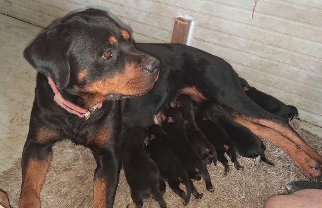 Cuccioli rottweiler - Foto 5