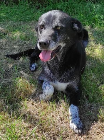 CANE IN ADOZIONE: ZEUS, taglia medio contenuta. - Foto 5